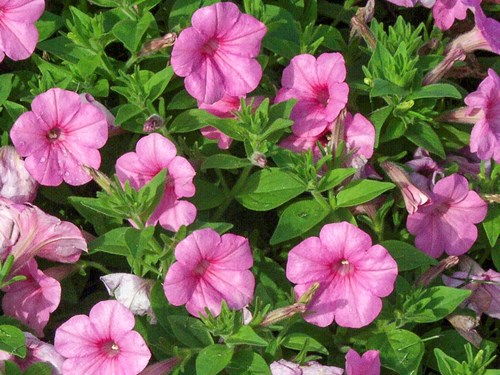 Easy Wave Pink  Petunia
